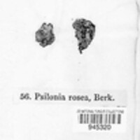 Psilonia rosea image